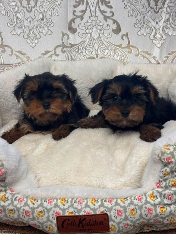 Miniature Yorkshire Terrier puppys - Image 5 of 6