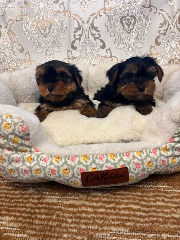 Miniature Yorkshire Terrier puppys - Image 6 of 6