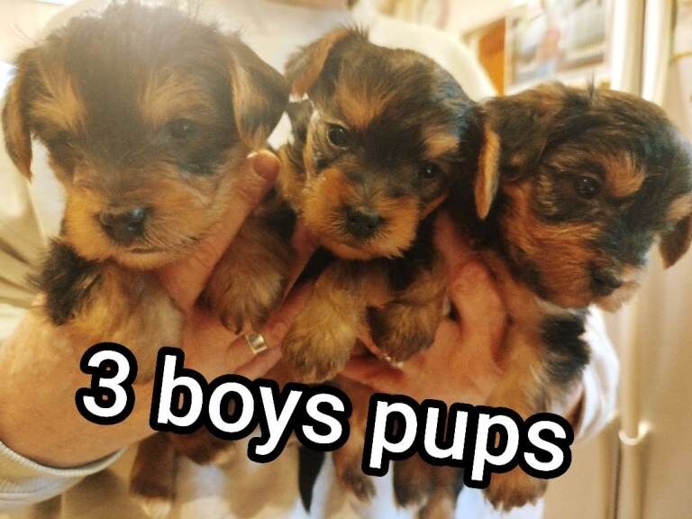 Yorkshire Terrier Puppies For Sale Under £1,000