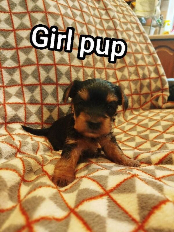 Miniature yorkshire terrier pups - Image 2 of 4