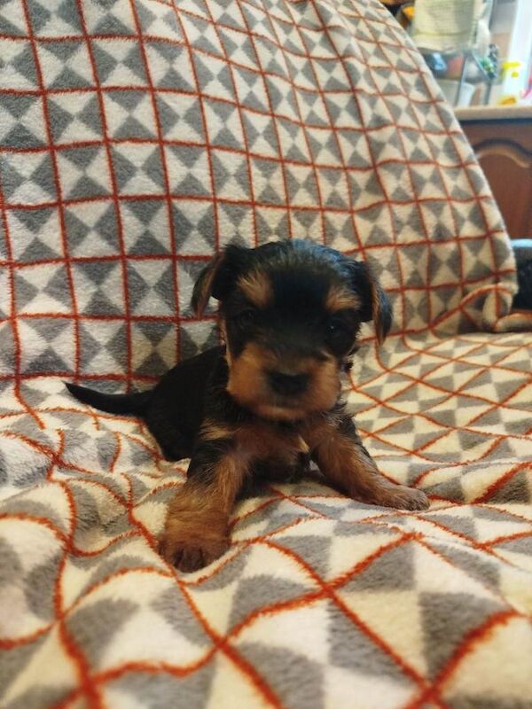 Miniature yorkshire terrier pups - Image 3 of 4