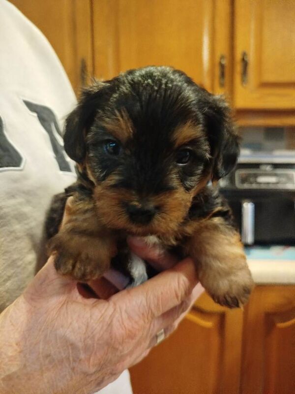 Miniature yorkshire terrier pups - Image 4 of 4