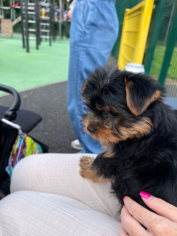 Yorkshire Terrier puppies for sale in Lisburn, County Down – KC registered, 3 months old