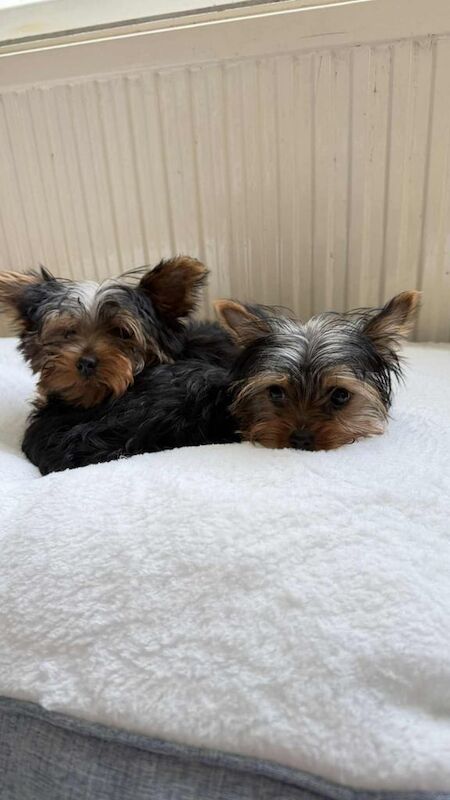 Yorkshire Terrier puppies for sale in Enniskillen, County Fermanagh – 3 months old