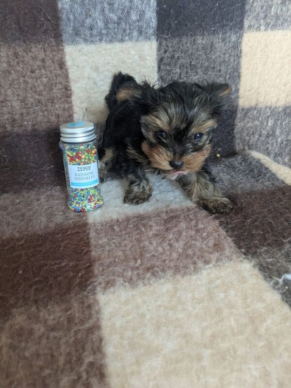 Miniture Yorkshire terrier girl for sale in Perth, Perth and Kinross