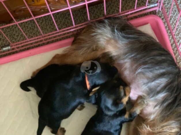 Miniture Yorkshire Terriers 2 Boys 1 Girl for sale in Brandon, County Durham