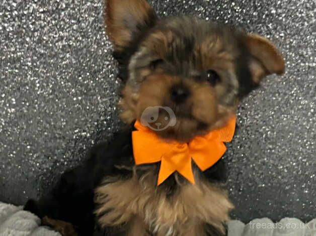 Must s@@ 4 absolutely gorgeous Yorkshire terrier puppies for sale in Peterlee, County Durham