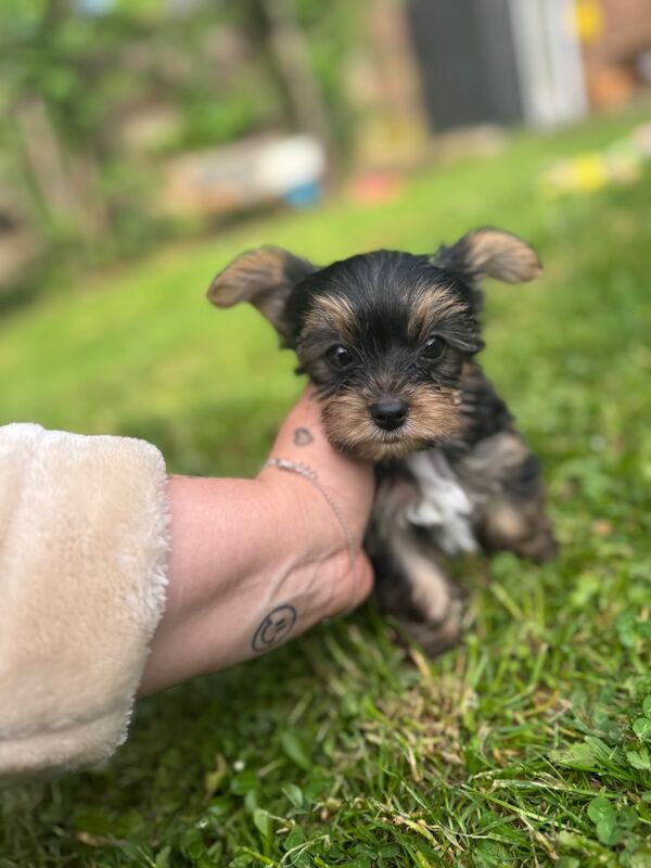 One Mini Yorkshire Terrier Boy Available