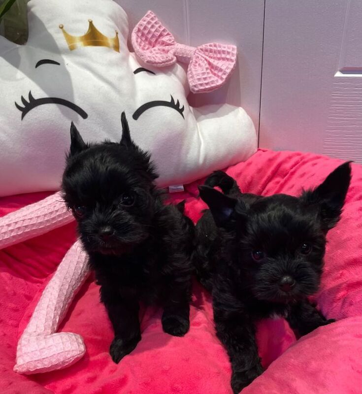 Yorkshire Terrier puppies for sale in Sutton, London – 8 weeks old