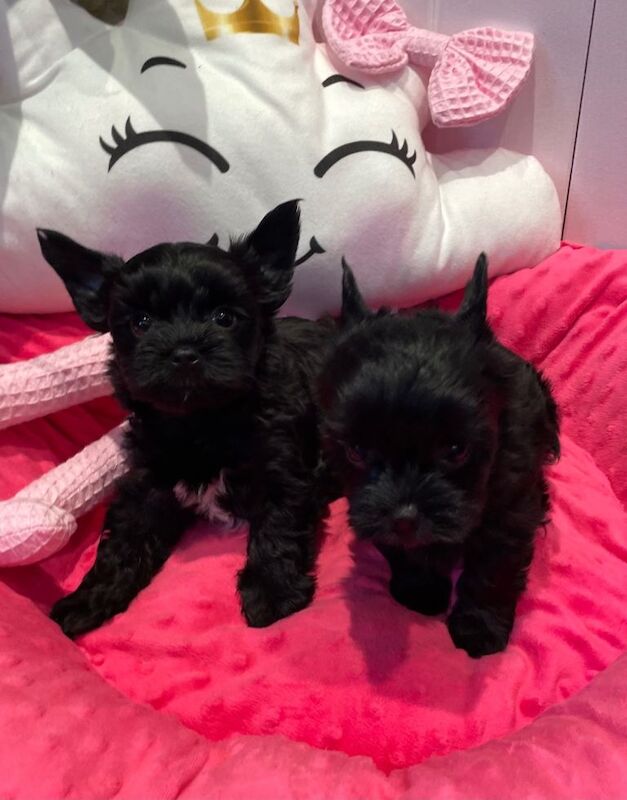 only 3 left ‼️pedigree yorkshire terrier ‼️‼️ - Image 2 of 4
