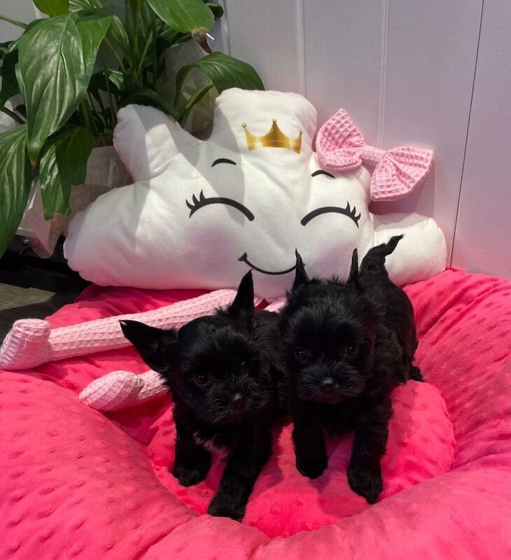 only 3 left ‼️pedigree yorkshire terrier ‼️‼️ - Image 3 of 4