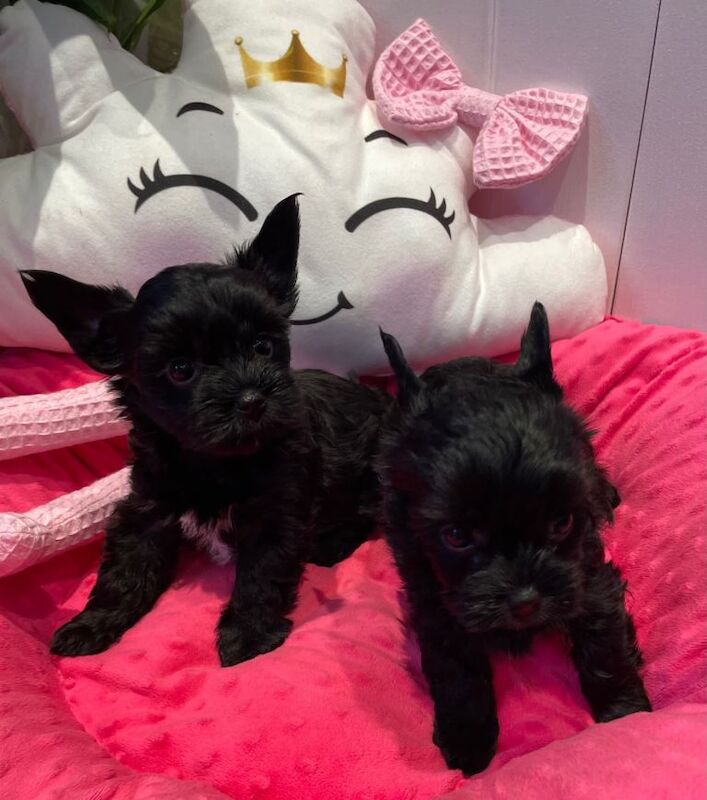 only 3 left ‼️pedigree yorkshire terrier ‼️‼️ - Image 4 of 4