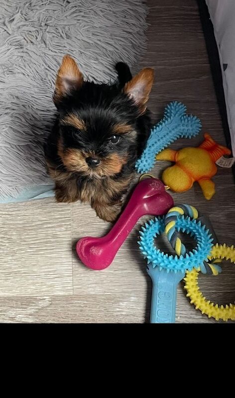 Yorkshire Terrier puppies for sale in Sutton, London – 10 weeks old