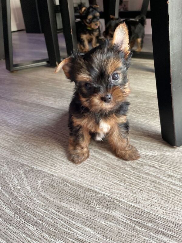 only one girl left pure breed yorkshire terrier - Image 2 of 6