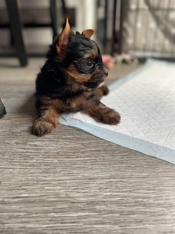 only one girl left pure breed yorkshire terrier - Image 3 of 6