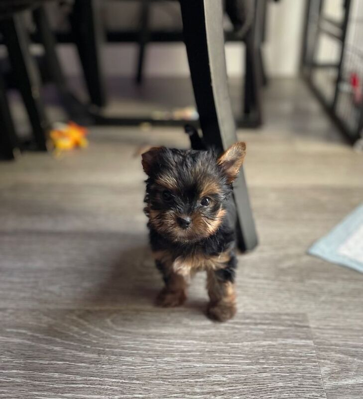 only one girl left pure breed yorkshire terrier - Image 4 of 6