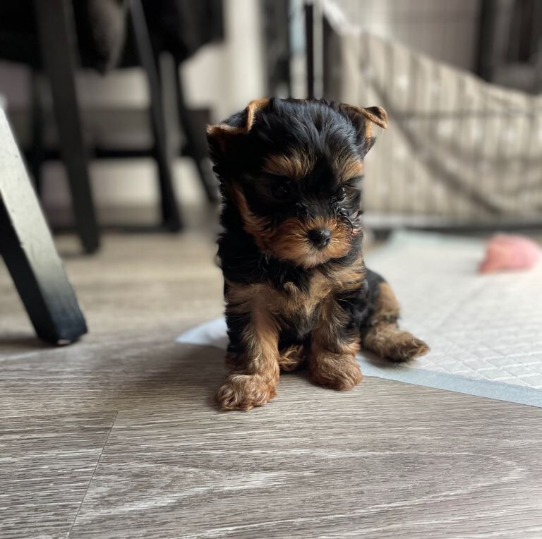 only one girl left pure breed yorkshire terrier - Image 5 of 6