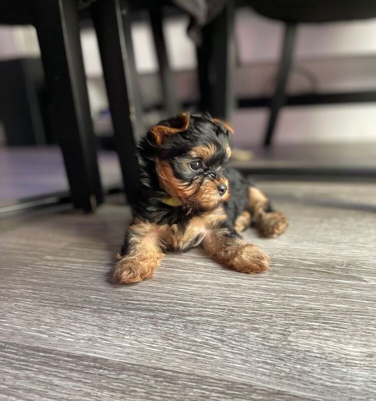 only one girl left pure breed yorkshire terrier - Image 6 of 6