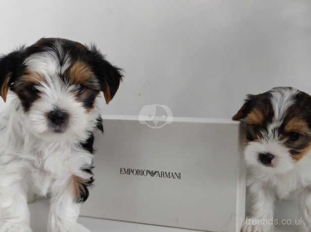Outstanding Yorkshire terrier biwer 2 boys READY TO GO!! for sale in Bishop's Hull, Somerset