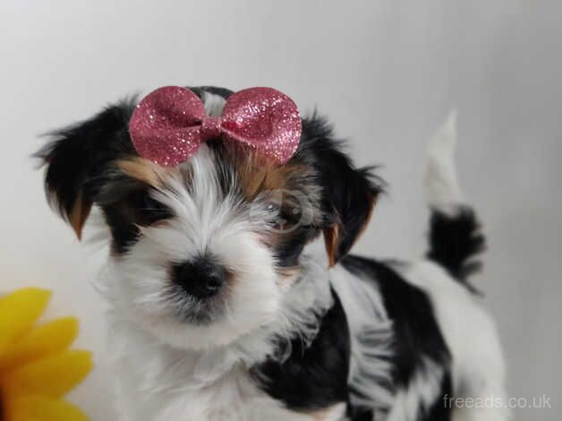 Outstanding Yorkshire terrier biwer boy - Image 2 of 5