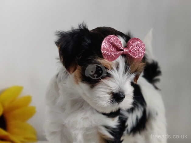 Outstanding Yorkshire terrier biwer boy - Image 3 of 5