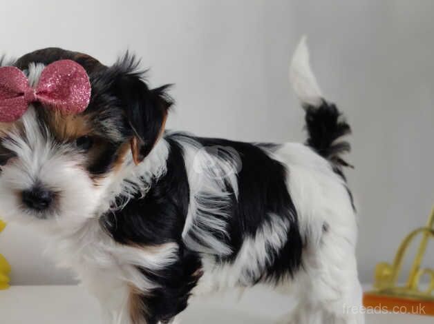 Outstanding Yorkshire terrier biwer boy - Image 4 of 5