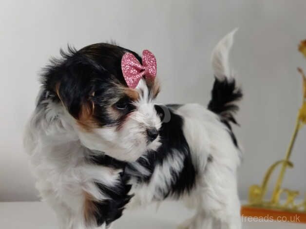 Outstanding Yorkshire terrier biwer boy - Image 5 of 5