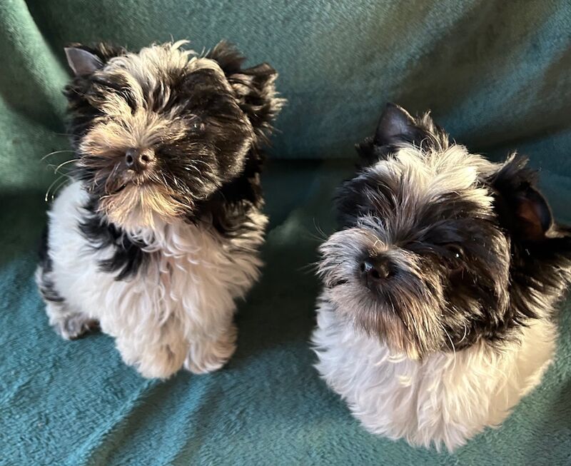 Yorkshire Terrier puppies for sale in Newcastle upon Tyne, Tyne and Wear – 3 months old - Image 4 of 9