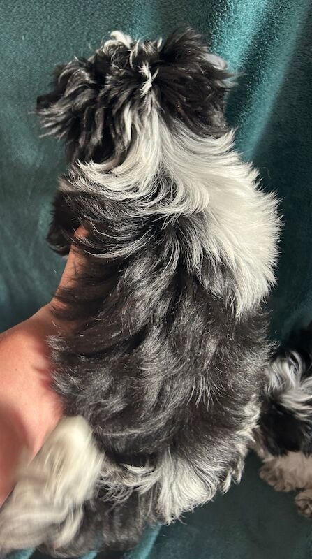 Yorkshire Terrier puppies for sale in Newcastle upon Tyne, Tyne and Wear – 3 months old - Image 6 of 9