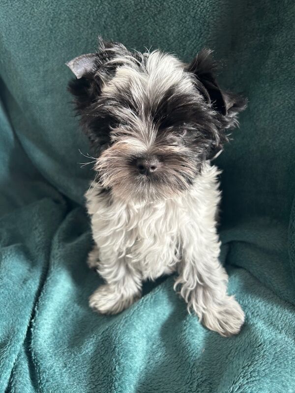 Yorkshire Terrier puppies for sale in Newcastle upon Tyne, Tyne and Wear – 3 months old - Image 9 of 9