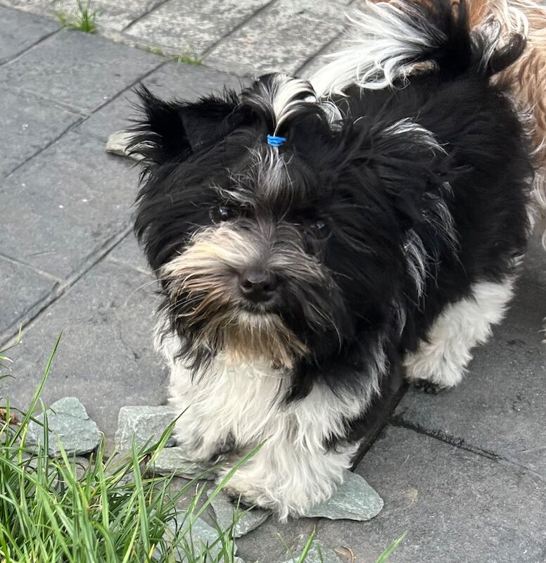Yorkshire Terrier puppies for sale in Newcastle upon Tyne, Tyne and Wear – 3 months old
