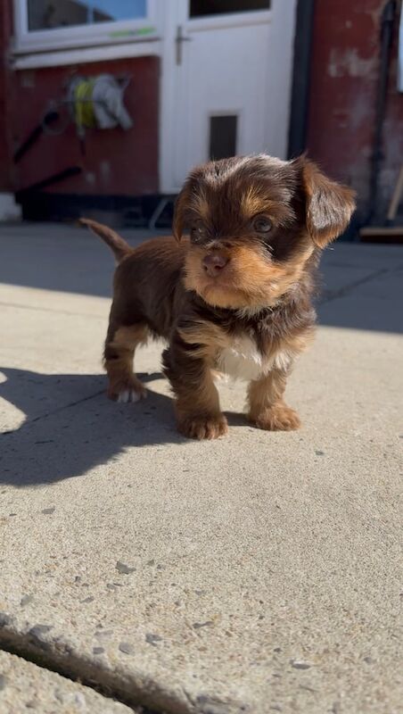 PEDIGREE CHOCOLATE YORKSHIRE TERRIERS FOR SALE in Little Lever, Greater Manchester