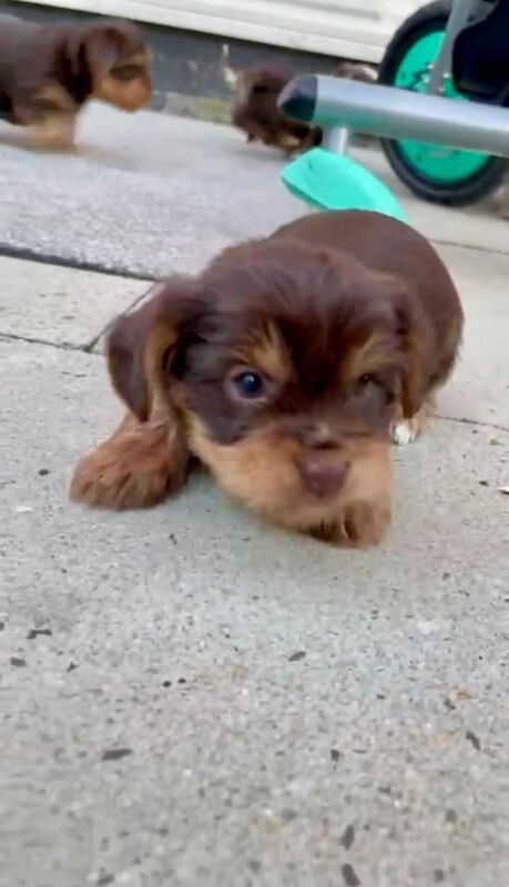 PEDIGREE CHOCOLATE YORKSHIRE TERRIERS FOR SALE in Little Lever, Greater Manchester | Image 2