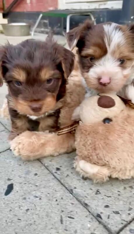PEDIGREE CHOCOLATE YORKSHIRE TERRIERS FOR SALE in Little Lever, Greater Manchester | Image 3