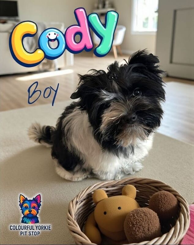 Yorkshire Terrier puppies for sale in Newcastle upon Tyne, Tyne and Wear – KC registered, 4 months old