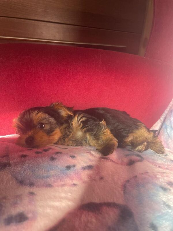 Pedigree Gorgeous Yorkshire Terrier Looking For Their Forever Homes READY NOW!!! - Image 4 of 6