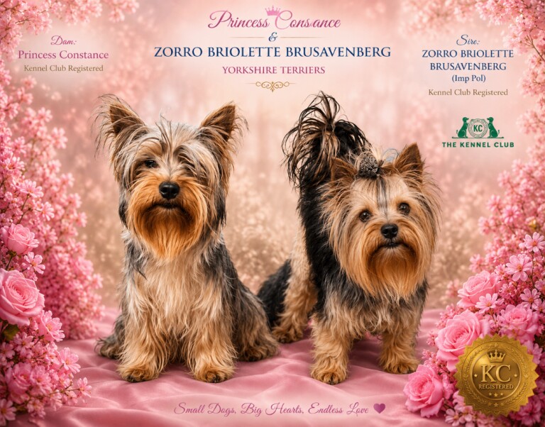 Pedigree KC registered Yorkshire Terriers puppies for sale