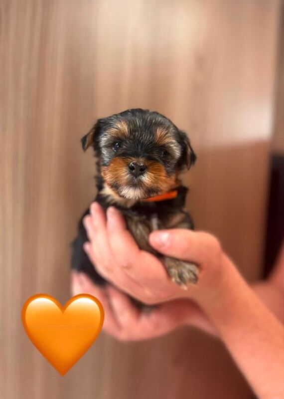 Pedigree KC registered Yorkshire Terriers puppies for sale - Image 2 of 6