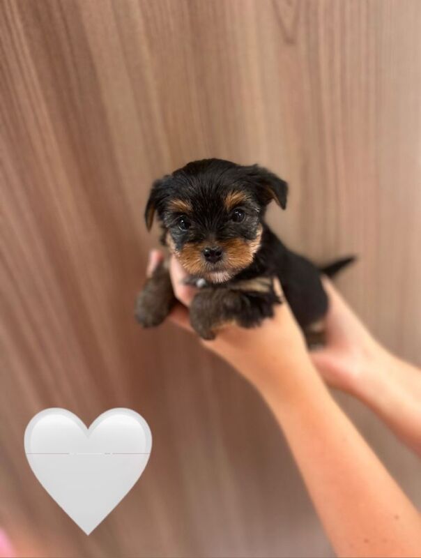 Pedigree KC registered Yorkshire Terriers puppies for sale - Image 3 of 6