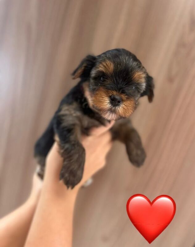 Pedigree KC registered Yorkshire Terriers puppies for sale - Image 4 of 6