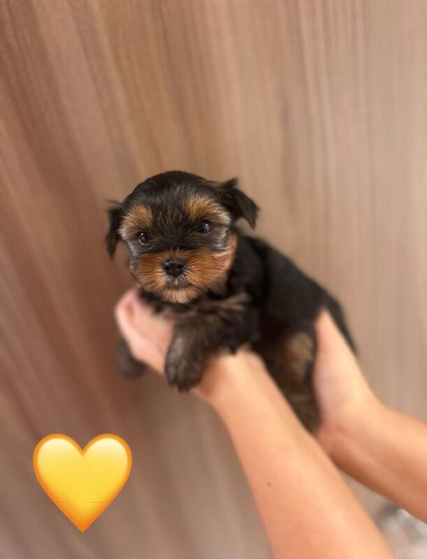 Pedigree KC registered Yorkshire Terriers puppies for sale - Image 5 of 6