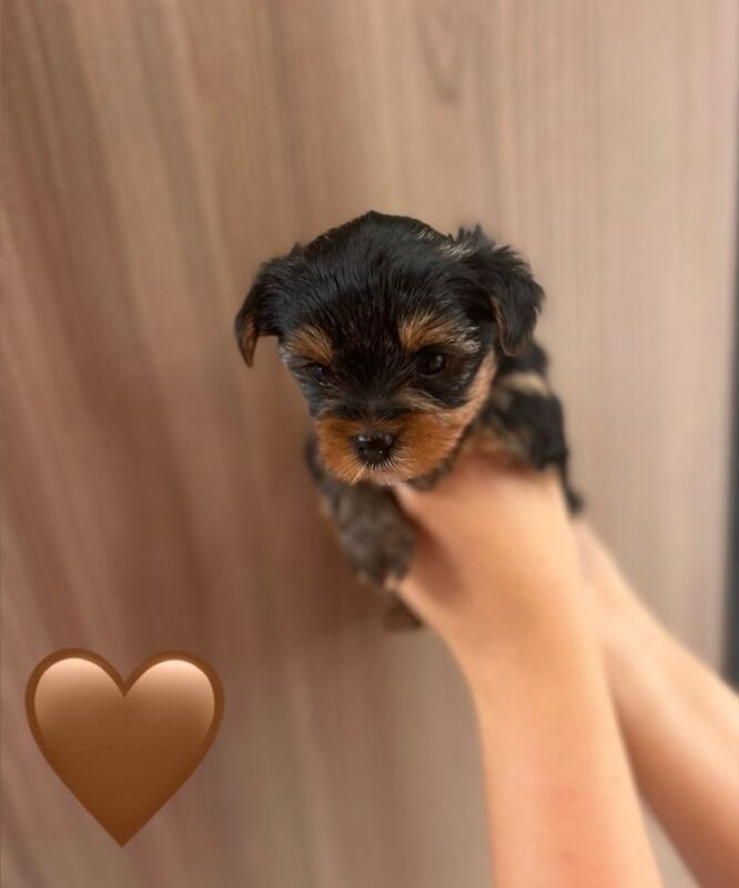 Pedigree KC registered Yorkshire Terriers puppies for sale - Image 6 of 6