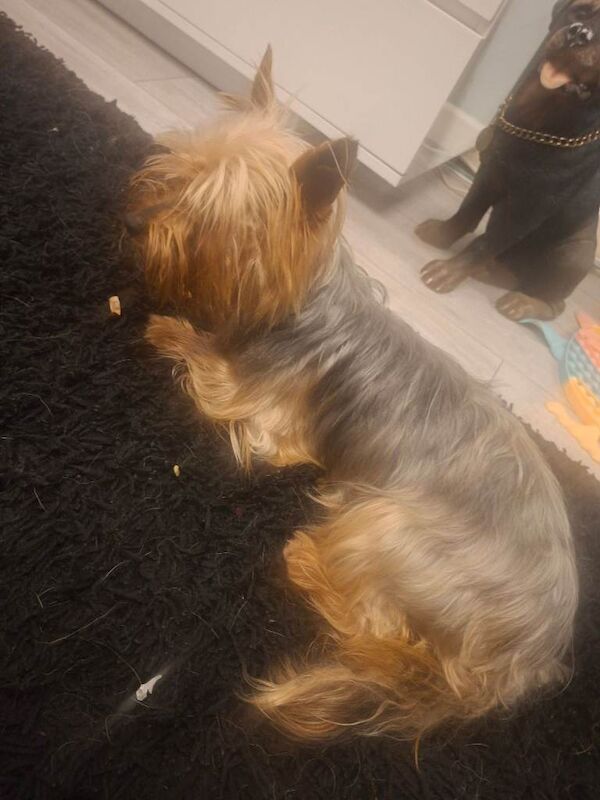 Yorkshire Terrier puppies for sale in Shirley, West Midlands – 5 years old