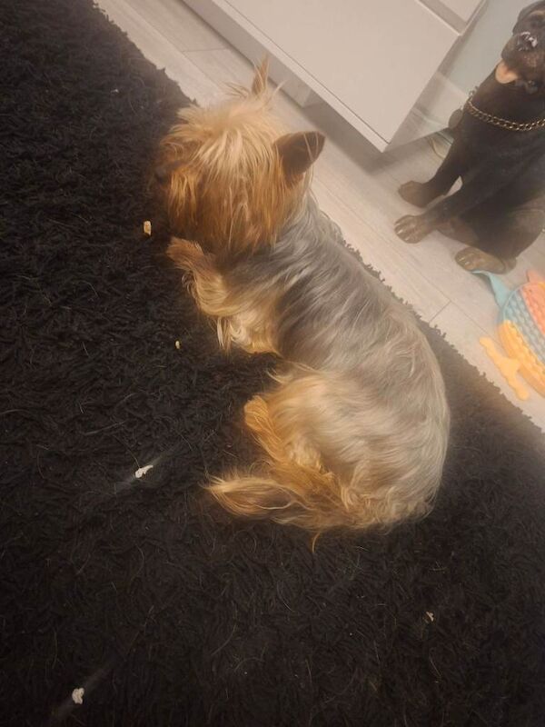 Pedigree mini yorkie £500 ono - Image 2 of 6