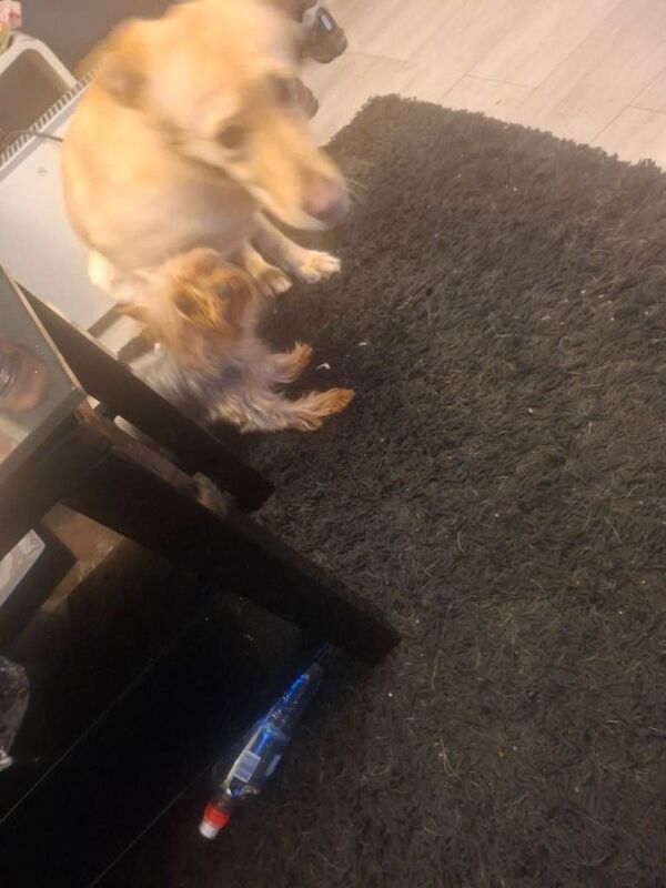 Pedigree mini yorkie £500 ono - Image 3 of 6
