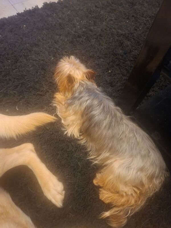 Pedigree mini yorkie £500 ono - Image 4 of 6