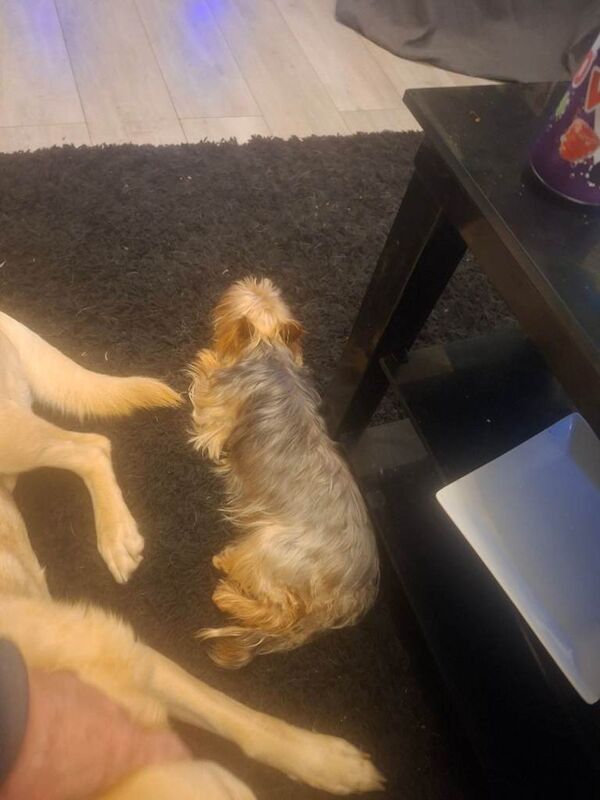 Pedigree mini yorkie £500 ono - Image 5 of 6