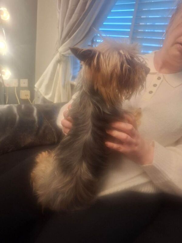 Pedigree mini yorkie £500 ono - Image 6 of 6