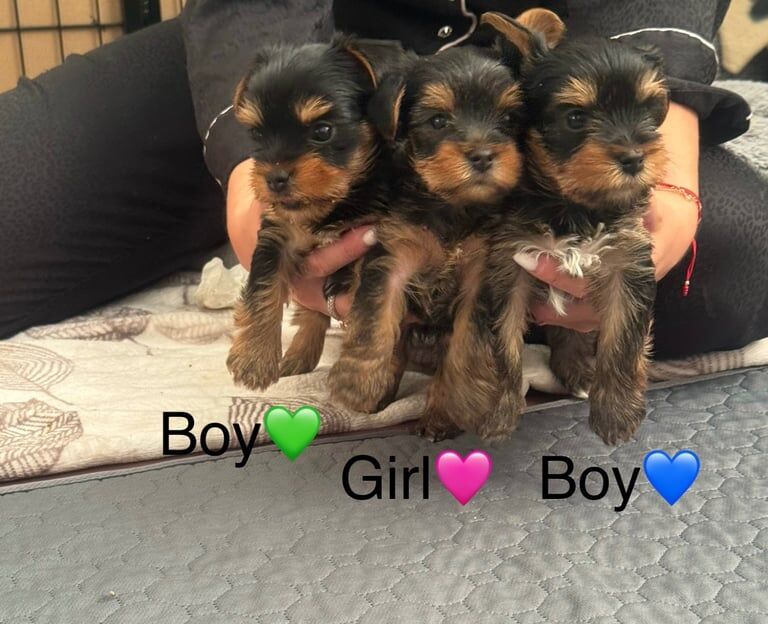 Yorkshire Terrier puppies for sale in Lutterworth, Leicestershire – 5 weeks old