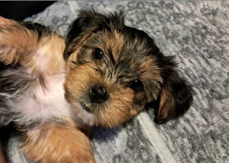 Pedigree Yorkshire Terrier Puppies